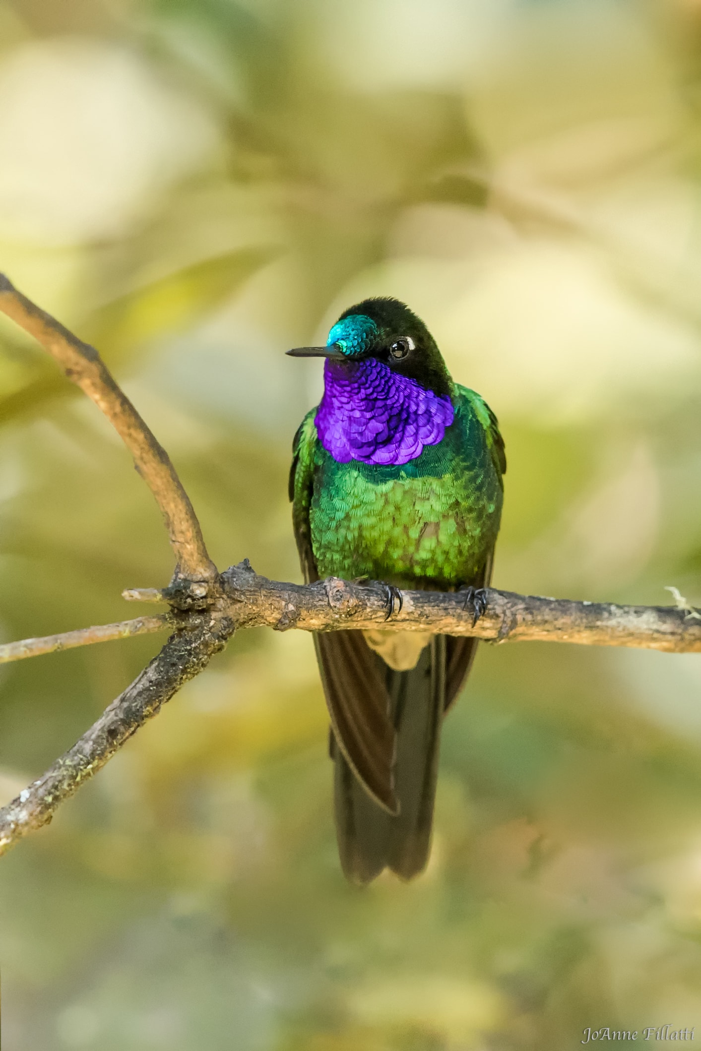 bird of ecuador image 25